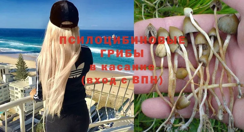 Псилоцибиновые грибы Psilocybine cubensis  где продают наркотики  Бабаево 